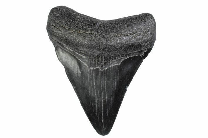 Juvenile Megalodon Tooth - South Carolina #370428